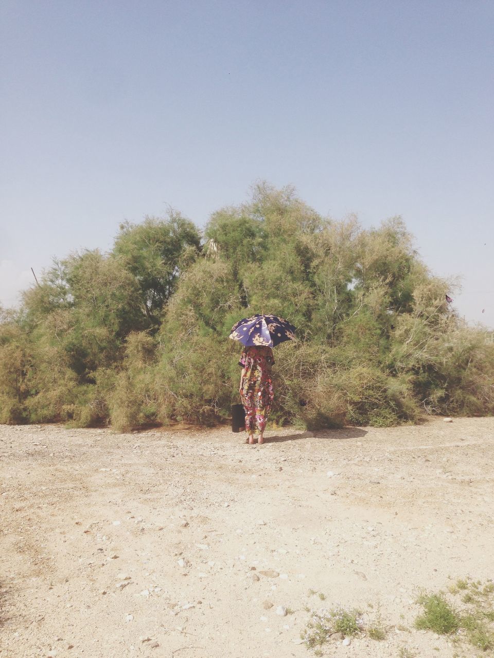 full length, tree, lifestyles, casual clothing, leisure activity, clear sky, rear view, standing, walking, growth, men, copy space, day, nature, childhood, boys, sky, green color