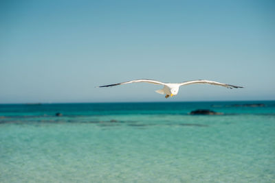 Seagulls flying over sea against clear sky