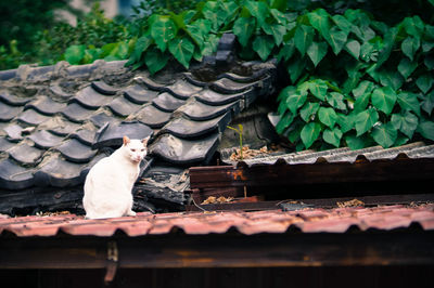 Close-up of cat on roof