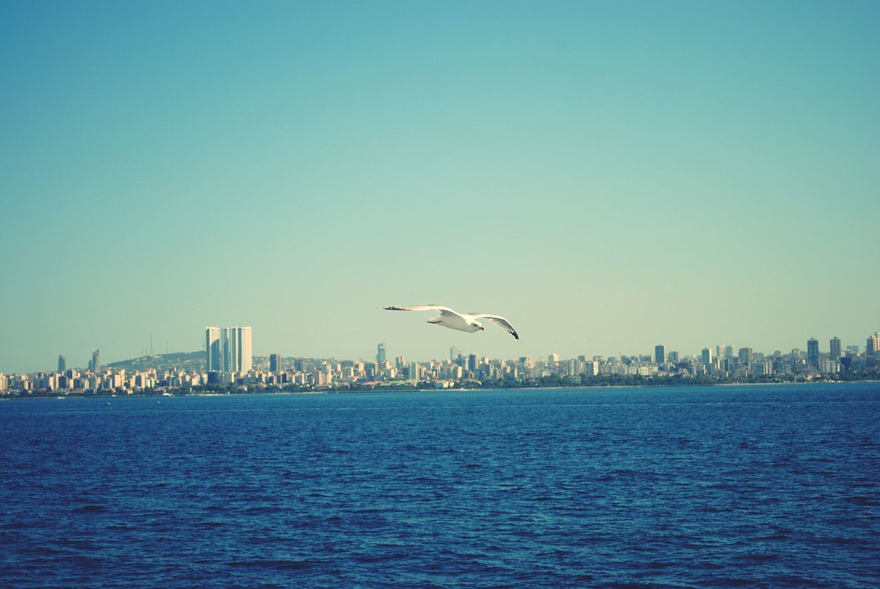 bird, water, clear sky, waterfront, animal themes, flying, sea, copy space, animals in the wild, wildlife, one animal, blue, seagull, built structure, building exterior, architecture, spread wings, nature, rippled, day