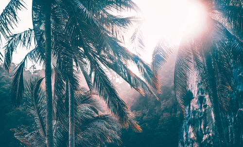 Low angle view of palm trees against bright sun