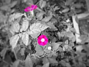 Close-up of pink flowers