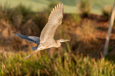 Bird flying over a field