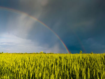 Scenic view of rainbow over field