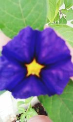 Close-up of purple flowers