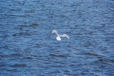 Seagull flying over sea