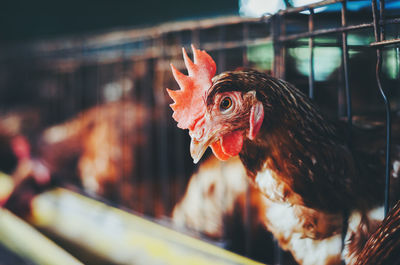 Close-up of rooster