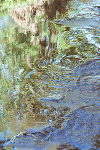 Reflection of trees in water