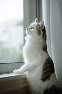Cat standing beside window looking outside