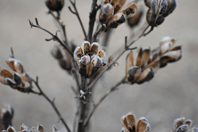 Close-up of dried plant