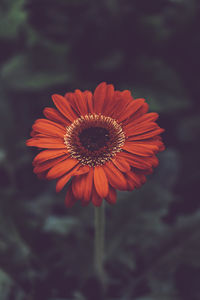 Close-up of red daisy