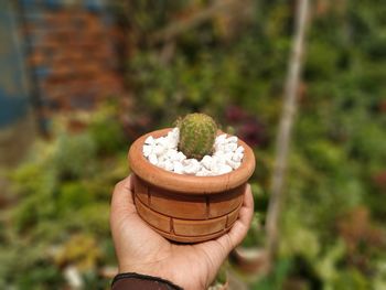 Close-up of hand holding small plant