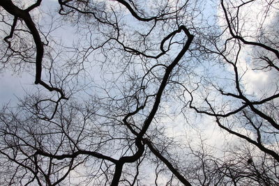 Low angle view of tree against sky