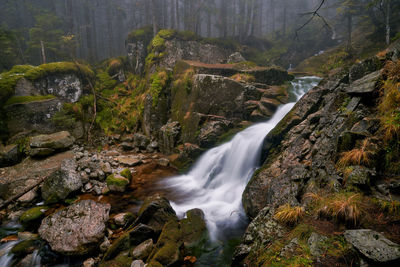 Scenic view of waterfall in forest