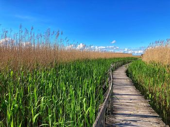 Boardwalk amidst plants on field against sky