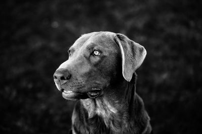 Close-up of dog looking away