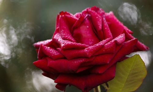 Close-up of red rose