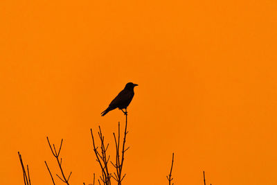 Bird perching on orange sky