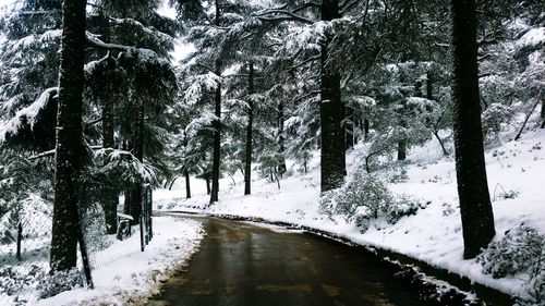 Trees in forest during winter