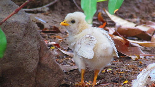 Close-up of bird perching on ground