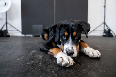 Portrait of black dog resting on floor