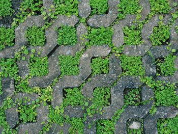 Full frame shot of stone footpath