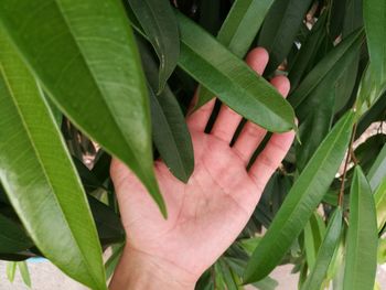 Close-up of hand touching leaves