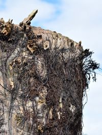 Low angle view of nest on tree against sky