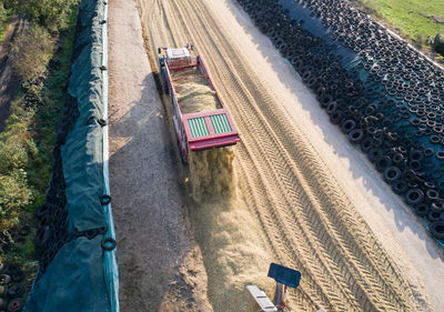 Corn crop, agricultural activity for harvest season