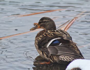 Duck swimming in lake