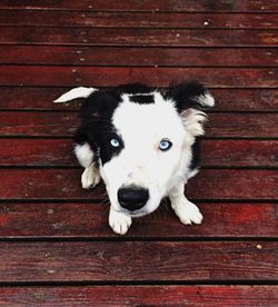 Close-up portrait of a white dog