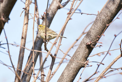 Low angle view of bird perching on branch