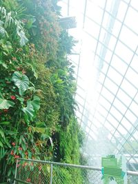 Low angle view of tree in greenhouse