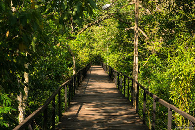 Wooden boardwalk through forest
