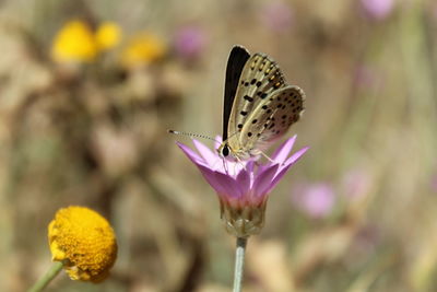 Close-up of butterfly pollinating on purple flower