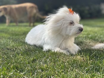 Luvy the coton of tulear