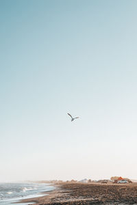 Bird flying over sea against clear sky