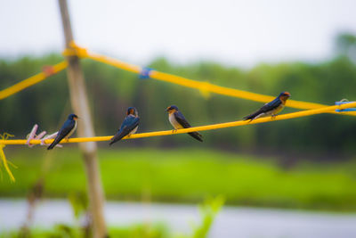 Close-up of birds flying against sky