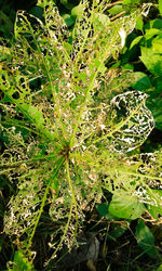 Close-up of plant