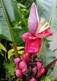 Close-up of flowers in water