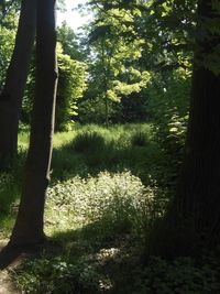 plant