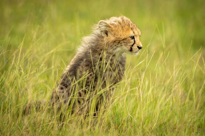Cheetah cub sits staring in long grass
