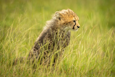 Side view of a bird on field