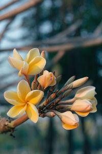 Close-up of yellow flowering plant