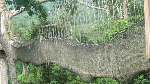 View of trees in forest