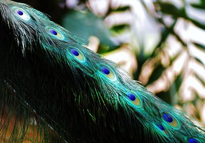 Close-up of peacock feather