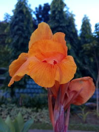 Close-up of orange day lily blooming outdoors