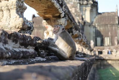 Monkey sitting in a zoo