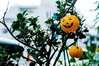 Close-up of pumpkin against trees