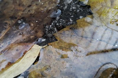 High angle view of crocodile in puddle